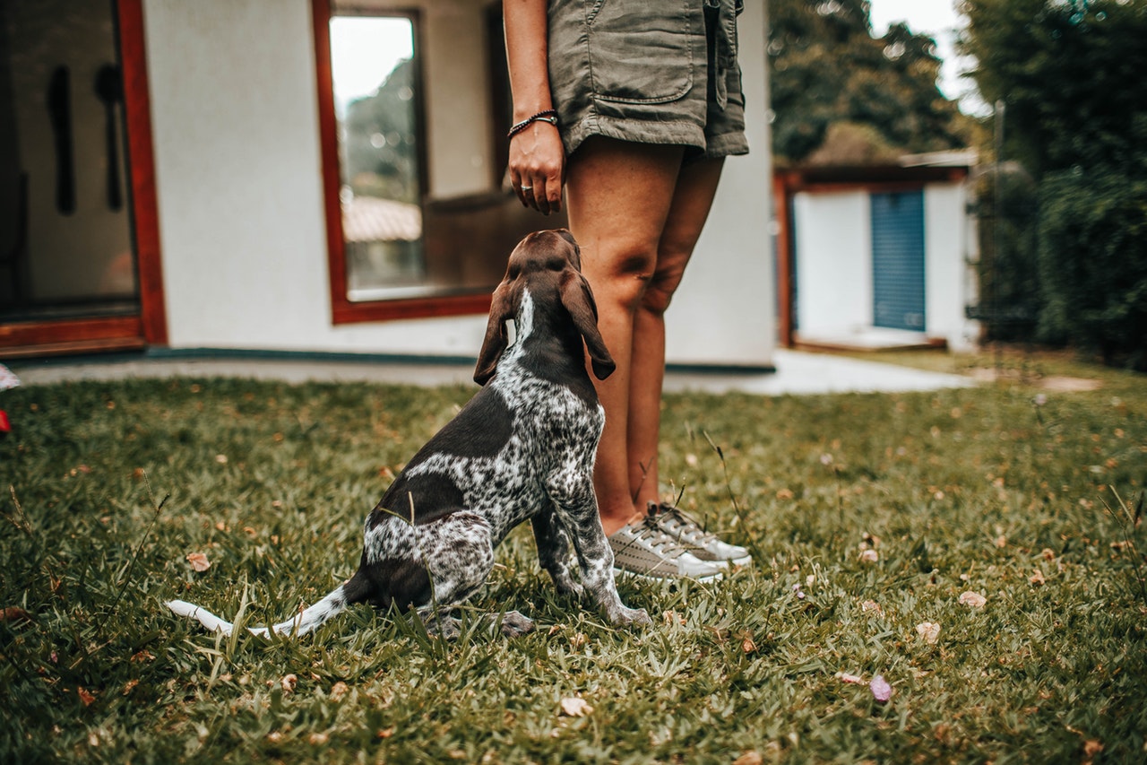 Formation Enfant - Chien